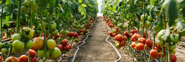 les industriels peuvent continuer à chauffer leurs serres au gaz et au fioul