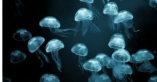 Méduses : qui sont ces dames des océans ? Méduses : qui sont ces dames des océans ?
