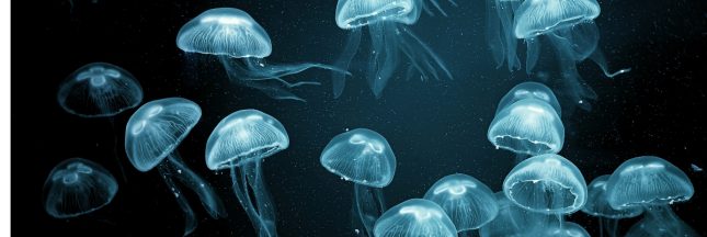 Méduses : qui sont ces dames des océans ?
