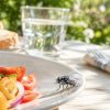 La mouche charbonneuse, un véritable enfer dans la maison La mouche charbonneuse, un véritable enfer dans la maison