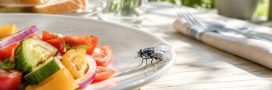 La mouche charbonneuse, un véritable enfer dans la maison La mouche charbonneuse, un véritable enfer dans la maison