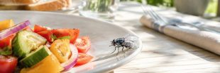 La mouche charbonneuse, un véritable enfer dans la maison La mouche charbonneuse, un véritable enfer dans la maison