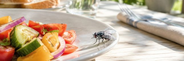 Mouche charbonneuse posée sur le bord d’une assiette de salade lors d’un repas estival dans le jardin