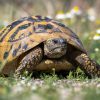 Dans la famille biodiversité ordinaire, protégeons la tortue Hermann