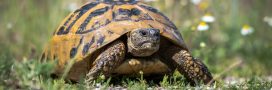 Dans la famille biodiversité ordinaire, protégeons la tortue Hermann Dans la famille biodiversité ordinaire, protégeons la tortue Hermann