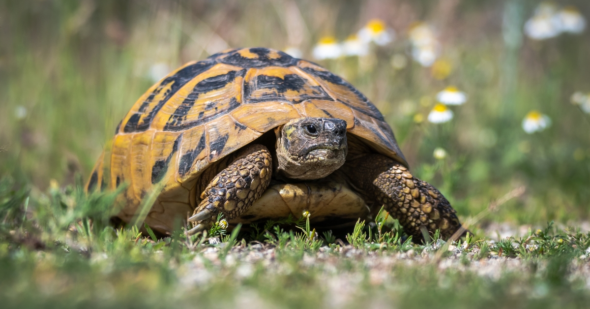 Dans la famille biodiversité ordinaire, protégeons la tortue Hermann Dans la famille biodiversité ordinaire, protégeons la tortue Hermann