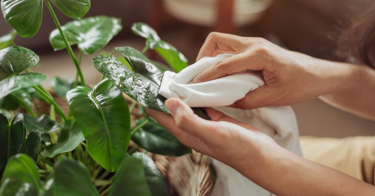 Prendre soin de ses plantes d’intérieur après l’été : les gestes indispensables