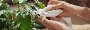 Prendre soin de ses plantes d'intérieur après l'été : les gestes indispensables Prendre soin de ses plantes d'intérieur après l'été : les gestes indispensables