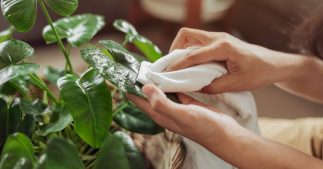 Prendre soin de ses plantes d'intérieur après l'été : les gestes indispensables Prendre soin de ses plantes d'intérieur après l'été : les gestes indispensables