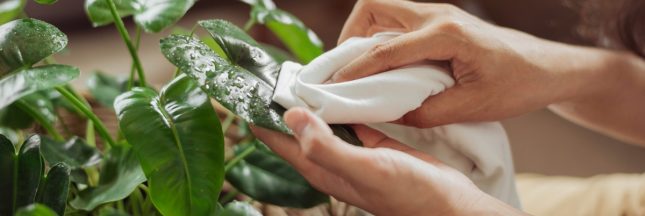 les plus belles plantes d'intérieur