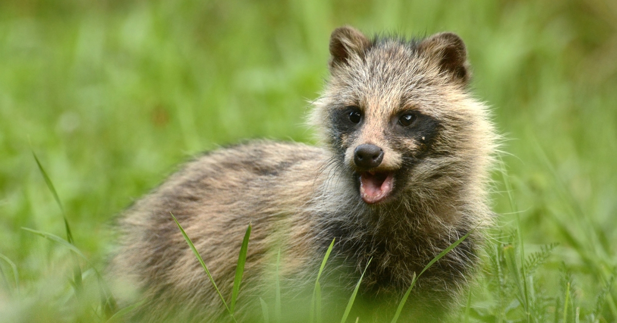 Qui a vraiment transmis le Covid-19 à l'Homme ? Des réponses...