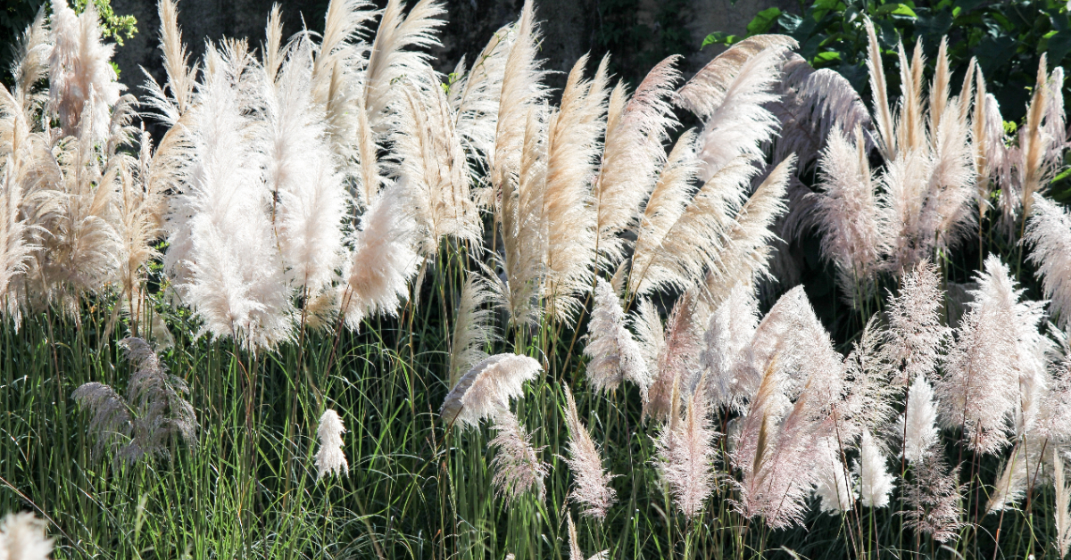 L'herbe de la pampa, aussi belle qu'envahissante L'herbe de la pampa, aussi belle qu'envahissante