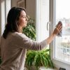 10 plantes pour se débarrasser de l'humidité dans la maison 10 plantes pour se débarrasser de l'humidité dans la maison