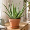 Prendre soin de son aloe vera... parce qu'il le vaut bien !