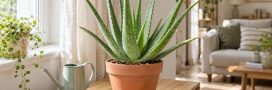 Prendre soin de son aloe vera... parce qu'il le vaut bien !