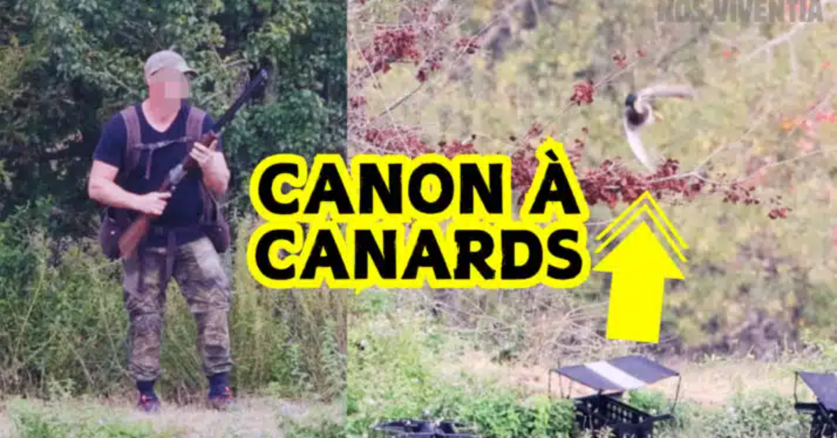 Canon à canards vivants : la 'formation' de chiens de chasse dénoncée par Pierre Rigaux Canon à canards vivants : la 'formation' de chiens de chasse dénoncée par Pierre Rigaux