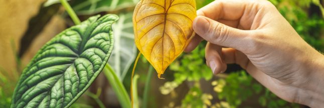 Pourquoi les plantes vertes jaunissent-elles?