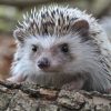 Comment sauver la vie des hérissons avant l'hiver ? Comment sauver la vie des hérissons avant l'hiver ?