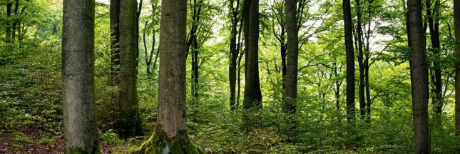 les forêts n'ont presque pas absorbé nos émissions de CO2 en 2023