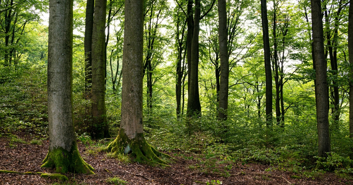 Les forêts de notre planète n'absorbent plus assez de CO2 Les forêts de notre planète n'absorbent plus assez de CO2