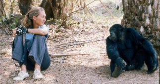 Jane Goodall parle chimpanzé et lance un appel urgent avant la COP16 sur la biodiversité Jane Goodall parle chimpanzé et lance un appel urgent avant la COP16 sur la biodiversité