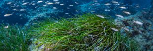Méditerranée : le préjudice écologique d'atteinte à l'herbier de Posidonie reconnu Méditerranée : le préjudice écologique d'atteinte à l'herbier de Posidonie reconnu