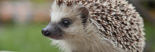 Hérisson en grand danger : emblème discret d'une biodiversité en péril Hérisson en grand danger : emblème discret d'une biodiversité en péril