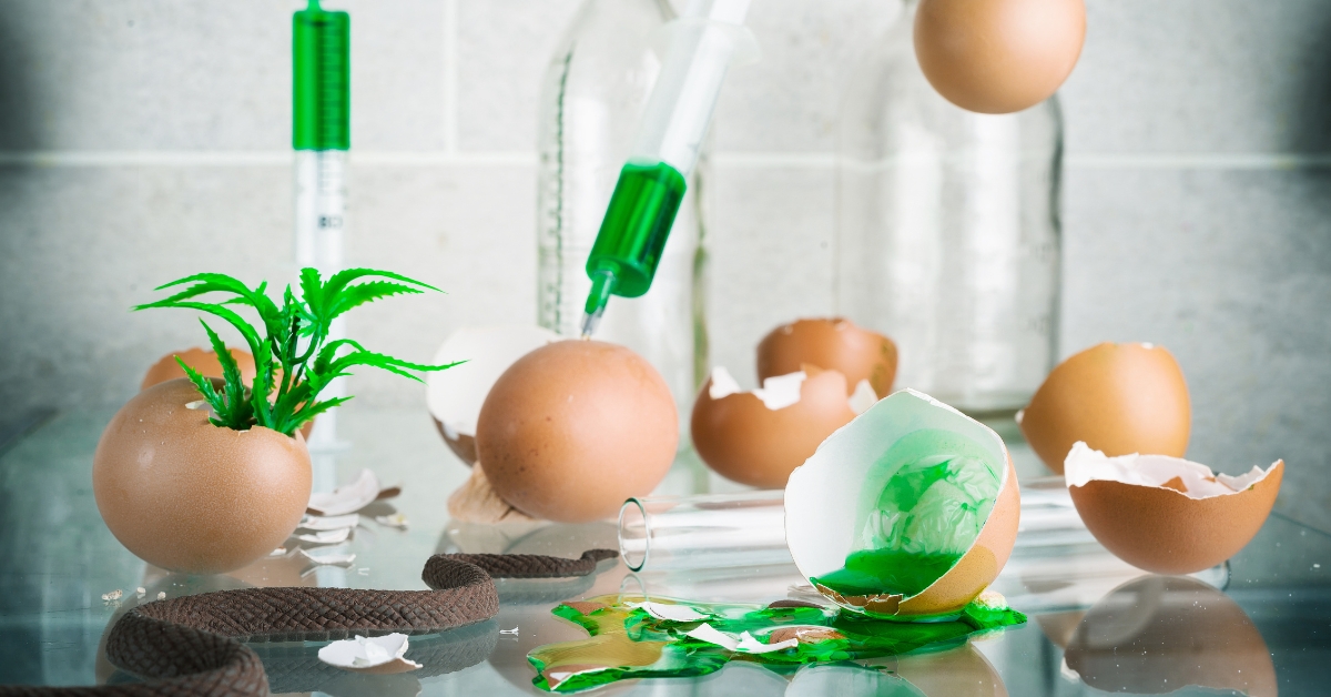 OGM en France : qu'est-ce qui nous attend demain ? OGM en France : qu'est-ce qui nous attend demain ?