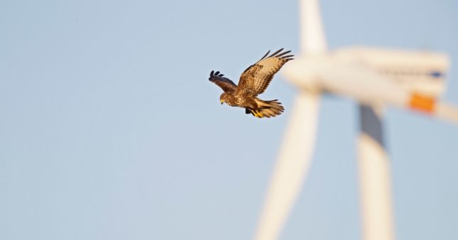 Les éoliennes d'EDF ont-elle tué des centaines d'oiseaux protégés ? Les éoliennes d'EDF ont-elle tué des centaines d'oiseaux protégés ?