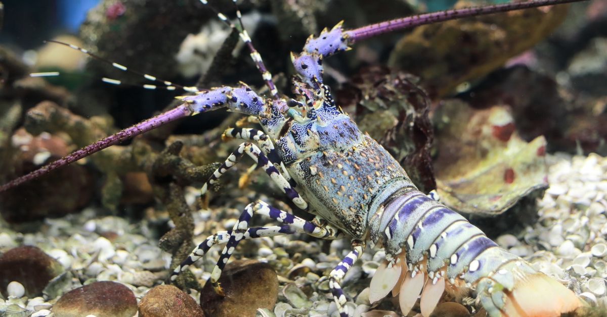 Pourquoi le homard est-il considéré comme immortel ? Pourquoi le homard est-il considéré comme immortel ?
