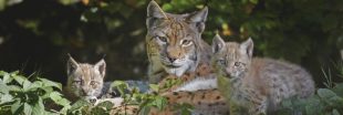 Jura : 3 lynx abattus, victimes collatérales d'une chasse ratée Jura : 3 lynx abattus, victimes collatérales d'une chasse ratée