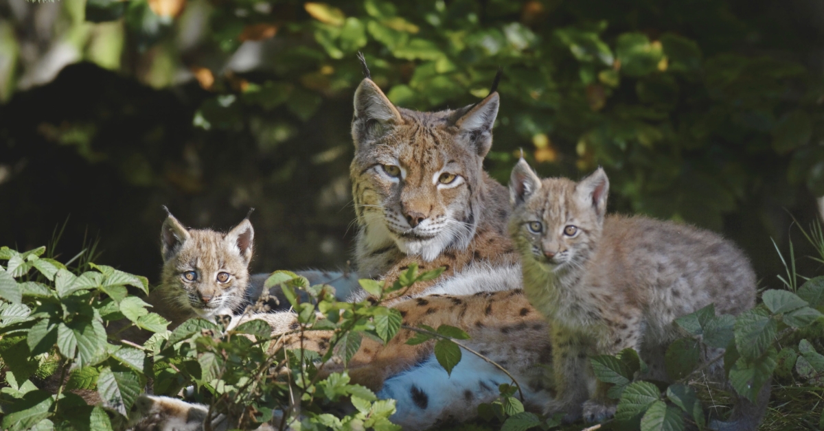 Jura : 3 lynx abattus, victimes collatérales d'une chasse ratée
