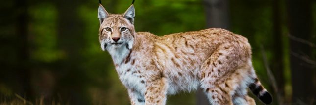 lynx