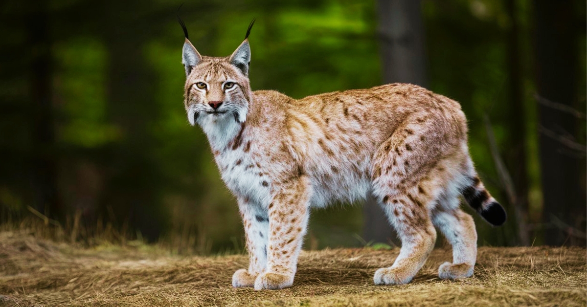 Les Allemands relâchent des lynx, la France en profite !