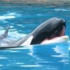 Marineland : Tenerife ou Canada, le dilemme pour sauver les orques