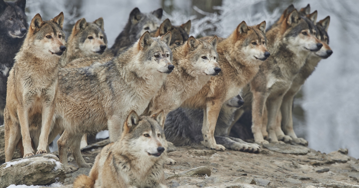 Les animaux seraient-ils plus démocrates que nous ?