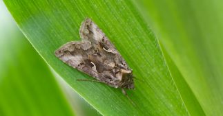 Nature : ces plantes qui murmurent à l'oreille des mites Nature : ces plantes qui murmurent à l'oreille des mites