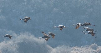 Oiseaux migrateurs : des super pouvoirs à tire d'aile Oiseaux migrateurs : des super pouvoirs à tire d'aile