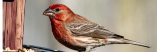 Les oiseaux ont faim ! Comment les aider efficacement tout au long de l'hiver Les oiseaux ont faim ! Comment les aider efficacement tout au long de l'hiver