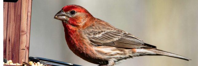 Mangeoires et abreuvoirs : tout ce qu'il faut savoir pour attirer les oiseaux.
