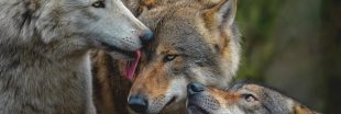 Le loup perd son statut d'espèce 'strictement protégée' : une décision controversée - Votre opinion ? Le loup perd son statut d'espèce 'strictement protégée' : une décision controversée - Votre opinion ?