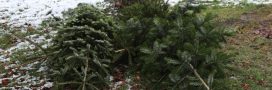 Sapin de Noël : peut-on le jeter en forêt ?