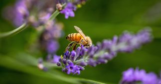 Protection des abeilles : la justice européenne brise l'opacité des décisions sur les pesticides Protection des abeilles : la justice européenne brise l'opacité des décisions sur les pesticides