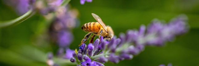 Abeilles : Un arrêt européen capital pour mieux les protéger