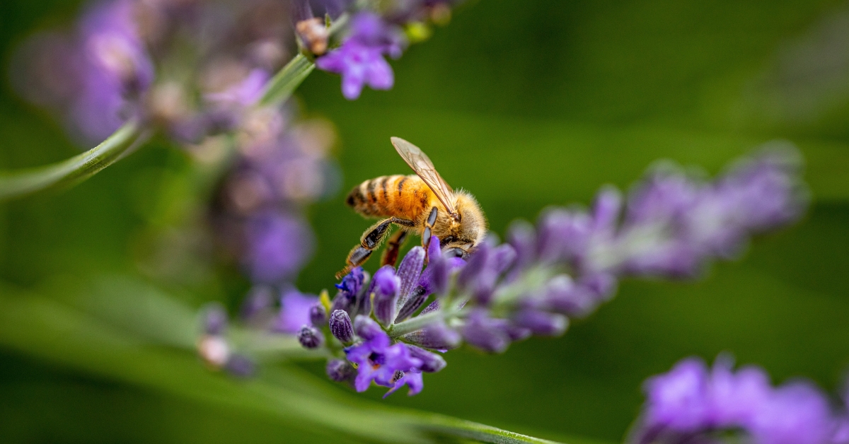Protection des abeilles : la justice européenne brise l'opacité des décisions sur les pesticides Protection des abeilles : la justice européenne brise l'opacité des décisions sur les pesticides