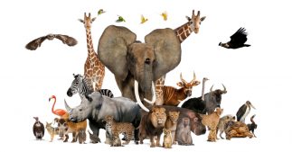 Combien y a-t-il d'espèces vivantes sur Terre ? Combien y a-t-il d'espèces vivantes sur Terre ?