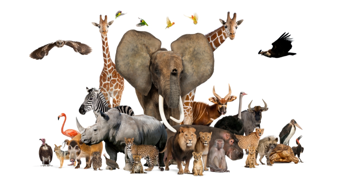 Combien y a-t-il d'espèces vivantes sur Terre ?