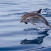 Dauphins menacés : une décision historique contre l'État français Dauphins menacés : une décision historique contre l'État français
