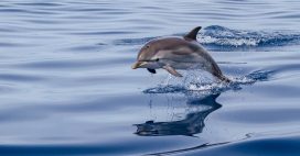 Dauphins menacés : une décision historique contre l’État français Dauphins menacés : une décision historique contre l’État français