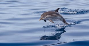 Dauphins menacés : une décision historique contre l'État français Dauphins menacés : une décision historique contre l'État français